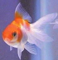 Japonês Oranda Red-white