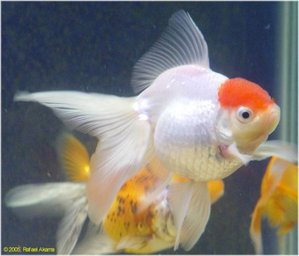 Japonês Oranda Red-white/adulto